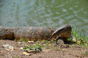 Obraz premium Monitor lizard Varanus asia