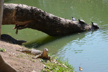 Monitor lizard Varanus asia