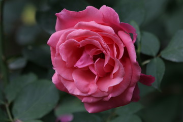 Close-up Pink Rose