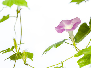 Pink Morning glory