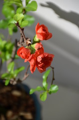 Fototapeta premium Chaenomeles japonica Maule's quince bonsai japan flower red