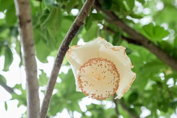 Fototapeten flowers of African baobab fruit or Monkey bread © Nattapol_Sritongcom