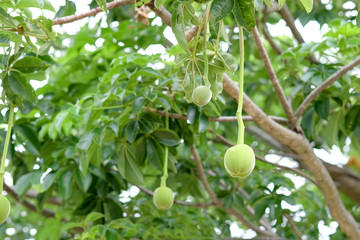 African baobab fruit or Monkey bread