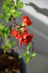 Fototapeta premium Chaenomeles japonica Maule's quince bonsai japan flower red