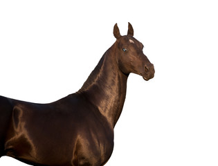 Portrait of black Akhalteke horse with blue eyes isolated on white background