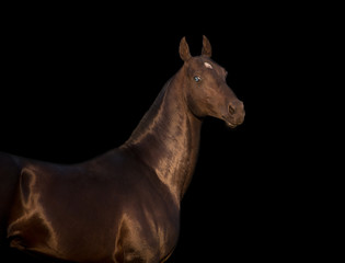 Portrait of black Akhalteke horse with blue eyes isolated on black background