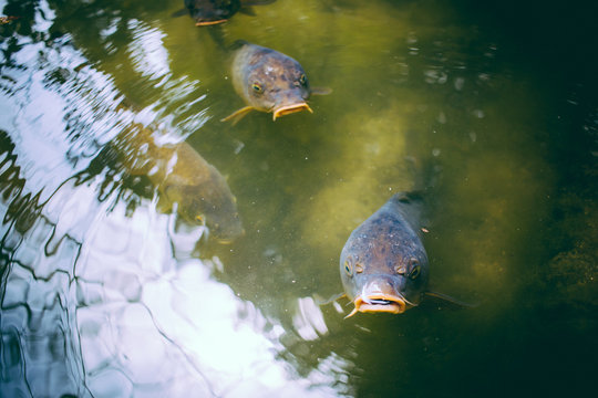 Japanese Fish Karpa in Pond Water