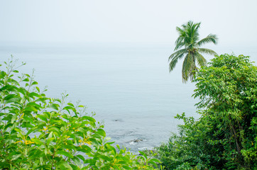 The landscape the island of the Andaman Sea in India protected with tropical plants

