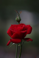 Close up Single Red Rose
