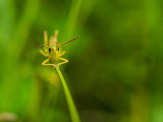 Locust Sitting On Gras