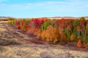 Collection of beautiful colorful autumn trees