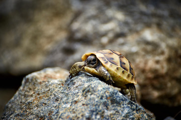 The tortoise creeps in the wild on the rocks in the summer.