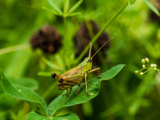 Fototapeta premium Locust Sitting On Gras