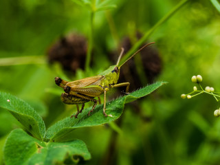 Locust Sitting On Gras