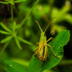 Locust Sitting On Gras