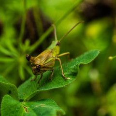 Locust Sitting On Gras