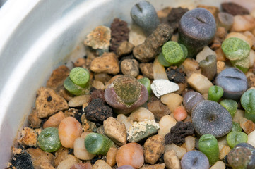 First change of leaves of Lithops lesliei C 344, close up of exotic succulents seedlings growing in pot