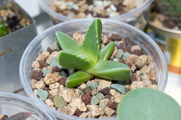 Close up of faucaria tigrina seedling, exotic succulent growing on window sill