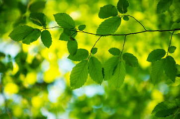 green leaves on the green backgrounds