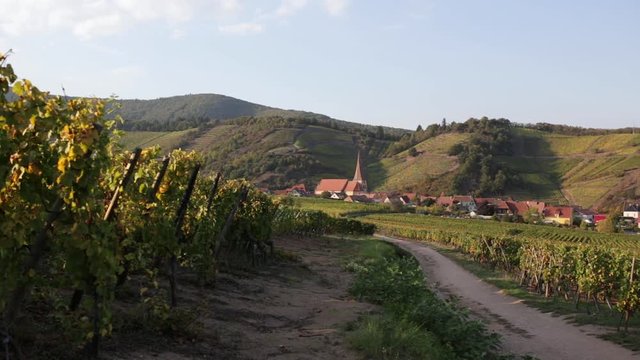 Alsacian small town and vineyard Niedermoschwir