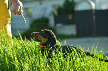 Happy puppy play with man in the nature

