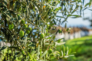Green olives on a tree.