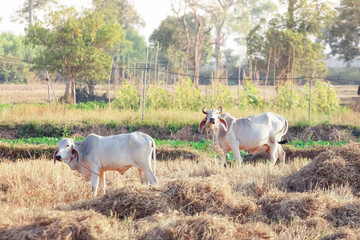 Obraz na płótnie Canvas Cows in the farm.