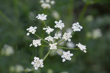 Cumin flower