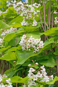 Blühender Trompetenbaum, Bohnenbaum, Katalpa