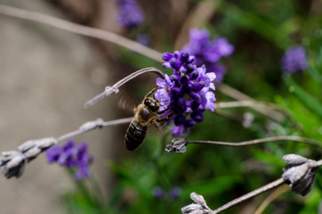 Bee on lavender flowers.