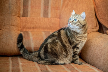 Funny tabby fat gray cat at home