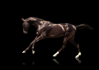 Fototapeta na wymiar Black Akhalteke horse with two white hind legs and blue eyes runs gallop isolated on the black background