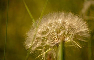 Obraz premium dandelion, flower, nature, plant, seed, macro, spring, white, 