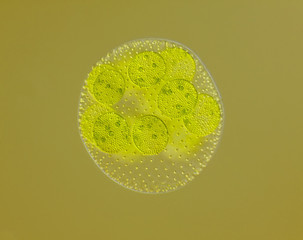 Spherical colony of freshwater green algae (Volvox)