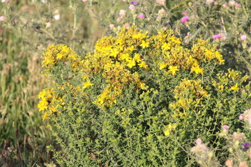 Johanniskraut, St. Johns Wort, steht zur Sonnenwende am 24. Juni in voller Blüte, Mannheim 18.