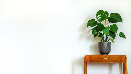Modern retro interior. Vintage table with a potted plant, fruit salad tree (Monstera deliciosa). Empty white wall in background. Copy space for text. - obrazy, fototapety, plakaty