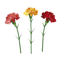 Set carnation flowers. Yellow, pink and red carnation. Isolated on white. vector illustration. Collection for Mother's Day, victory day