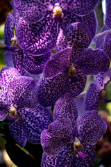 beautiful orchid flowers in garden