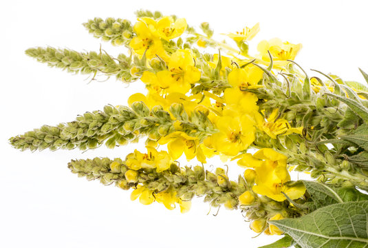 Verbascum densiflorum - mullein flower isolated on a white background
