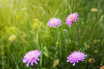 Pink cornflowers isolated on green.