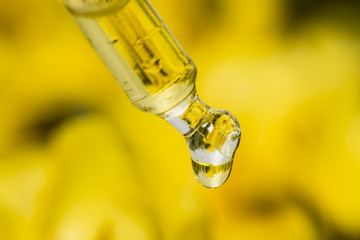 Fototapeta premium extract from Verbascum densiflorum, mullein flower