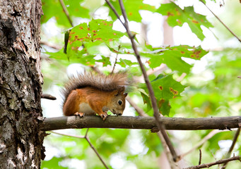 Red squirrel  on a tree branch