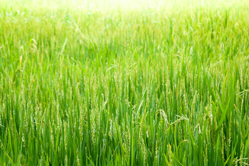 Rice field with sunshine background