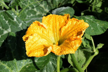 The yellow flower of  zucchini, courgette close up
