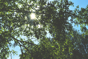 tree, nature, forest, sky, green, leaves, leaf, summer, branch, trees, branches, spring, wood, foliage, blue, natural, plant, park, sun, trunk, woods, sunlight, pine, oak, birch