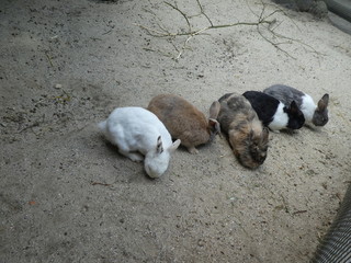 rabbits on a farm