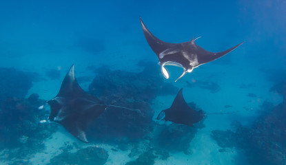 Three manta rays doing a manta train in a love parade on the great barrier reef in Australia