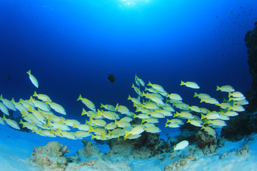 School of Snapper fish underwater 
