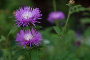 Purple fluffy flowers