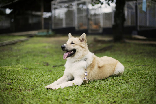 Thai dog Bangkaew long hair in dog school 